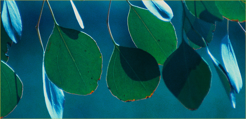 plant closeup image