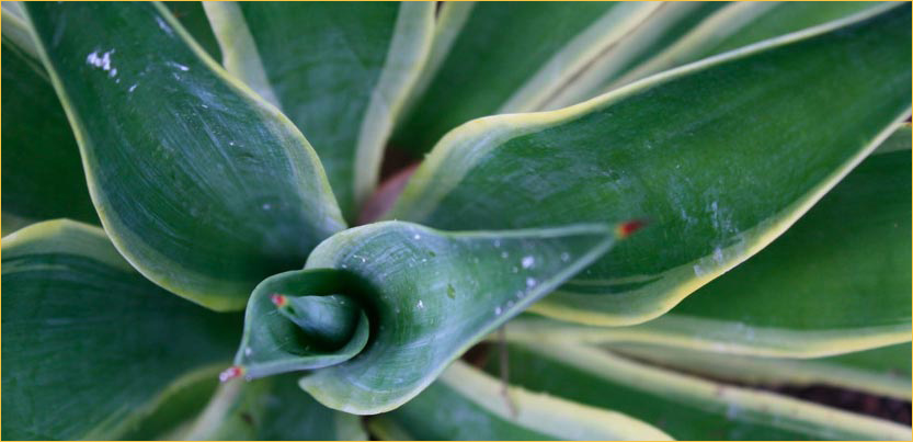 plant closeup image